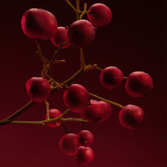 The Scent For Her Elixir