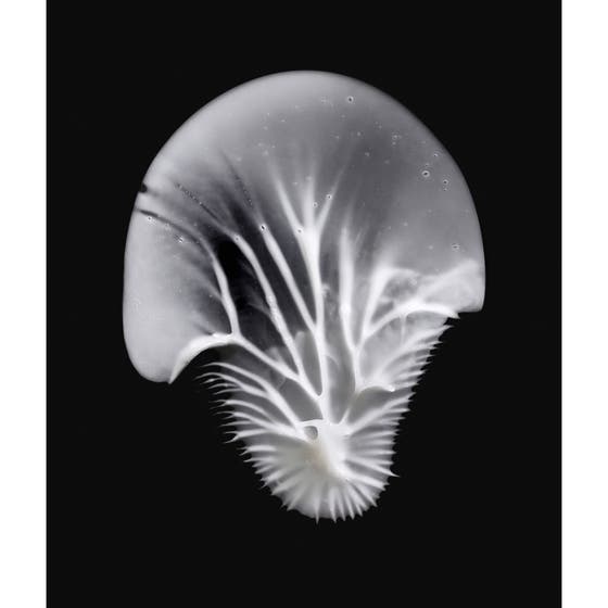 AGE PRO Contour Wrinkle Eye Cream