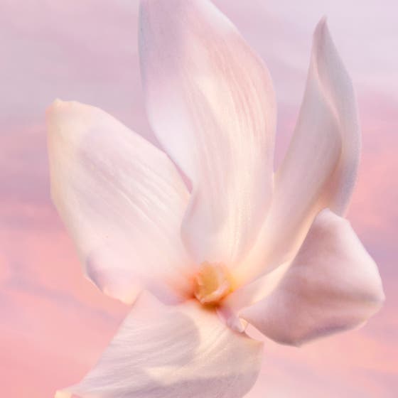 La vie est belle Vanille Nude