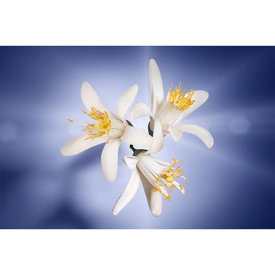 La Vie Est Belle L'Eclat