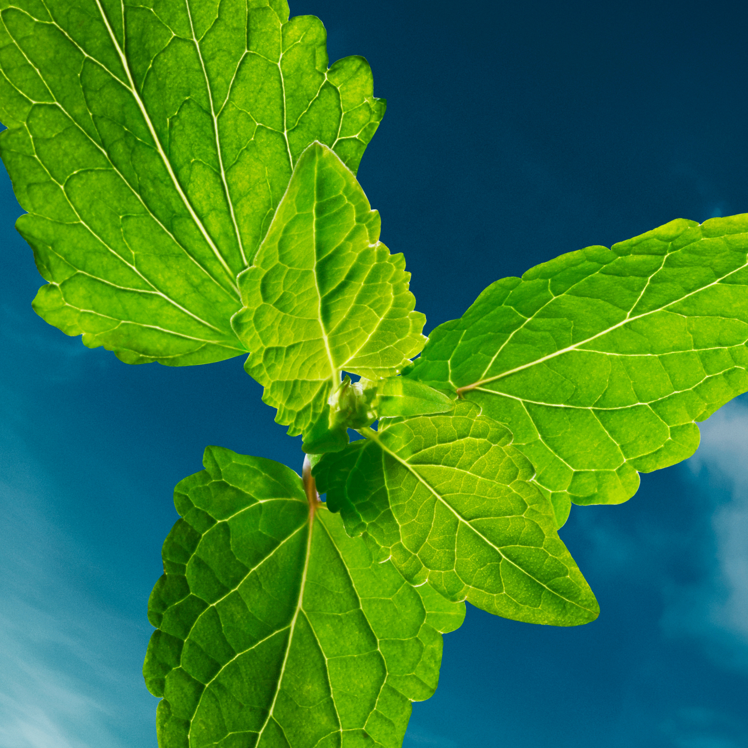 Bottled Bold Citrus Summer