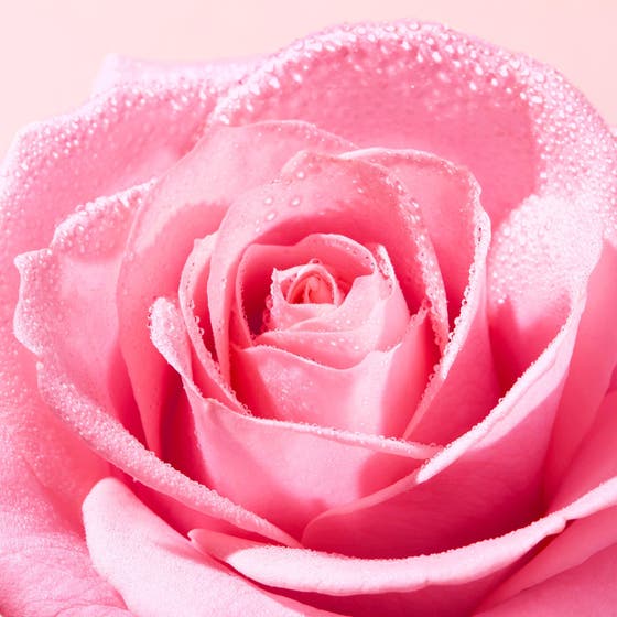 Nuxe Very Rose Soothing Cleansing Gel 150 ml lugnande ansiktsrengöring med en närbild av en daggfrisk rosa ros.