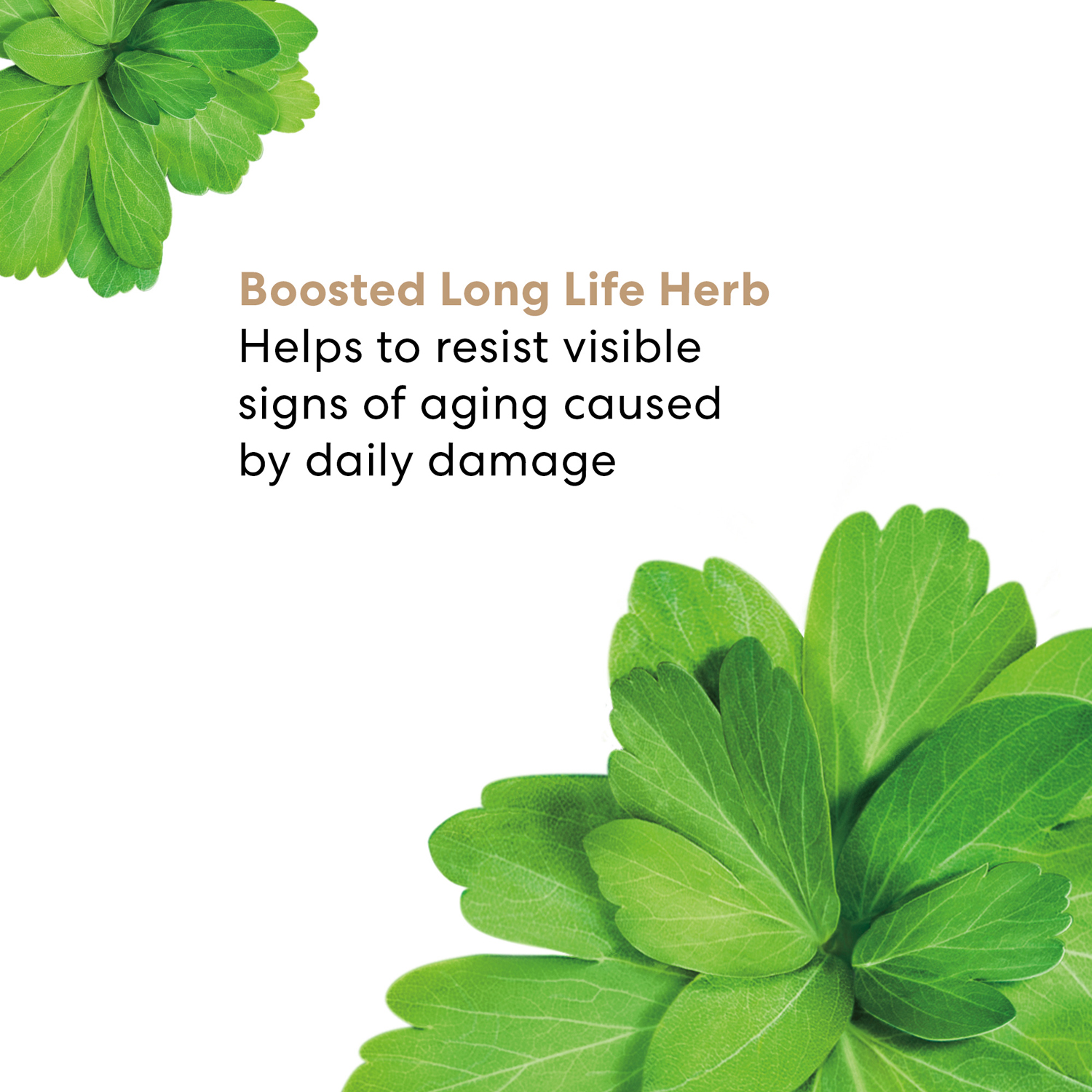 Skinlongevity Long Life Herb Night Treatment