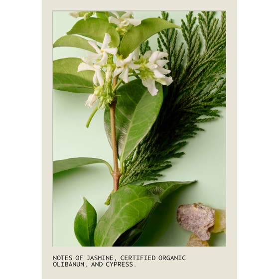 Sap Moss Conditioner