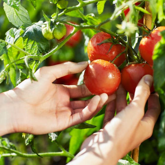 Replica From The Garden